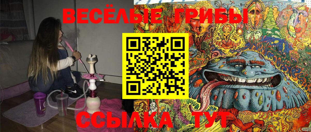 Галлюциногенные грибы Psilocybe Карасук